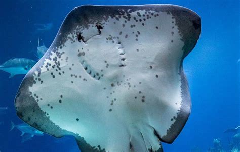 14 facts about stingrays! .